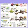 25 Piece Realistic Insect Growth Cycle Card Set Featuring Worm Ladybug Dragonfly Frog Snail Models