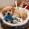 Cães – Brinquedos para cães