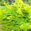 Premium Quality Boost Immunity Herbal Tea Mei Tea