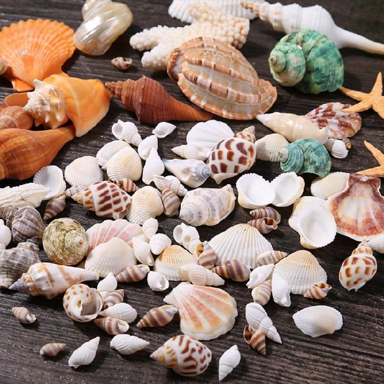 Beach Seashells Decoration Starfish Sea Snail Coral Ornament for Wedding Party