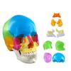 Modello Cranio 4D Anatomico Scientifico Staccabile Studio Esposizione Strumenti Didattici Medici