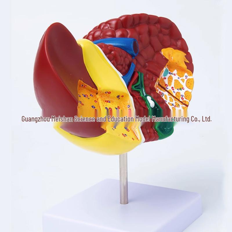 Medical Liver Anatomy Model with Gallbladder & Bile Duct - Digestive System Teaching Aid