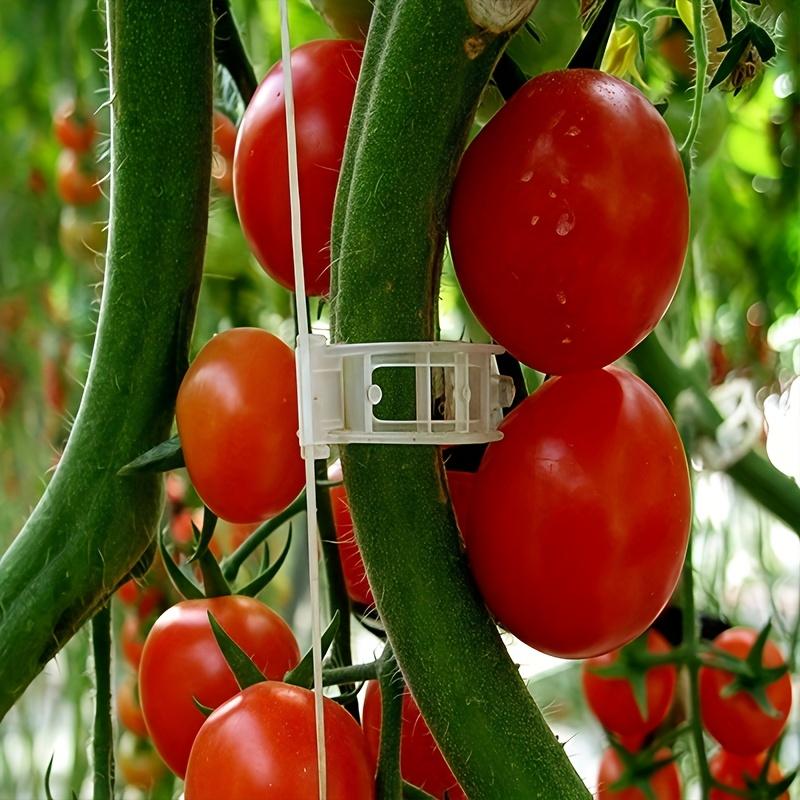 Vine Clips, suitable for cucumbers, peppers, and various vegetables. Reusable, durable, easy to secure without damaging plants