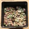 Rare Lithops Succulent Pot: Diverse Colors & Varieties