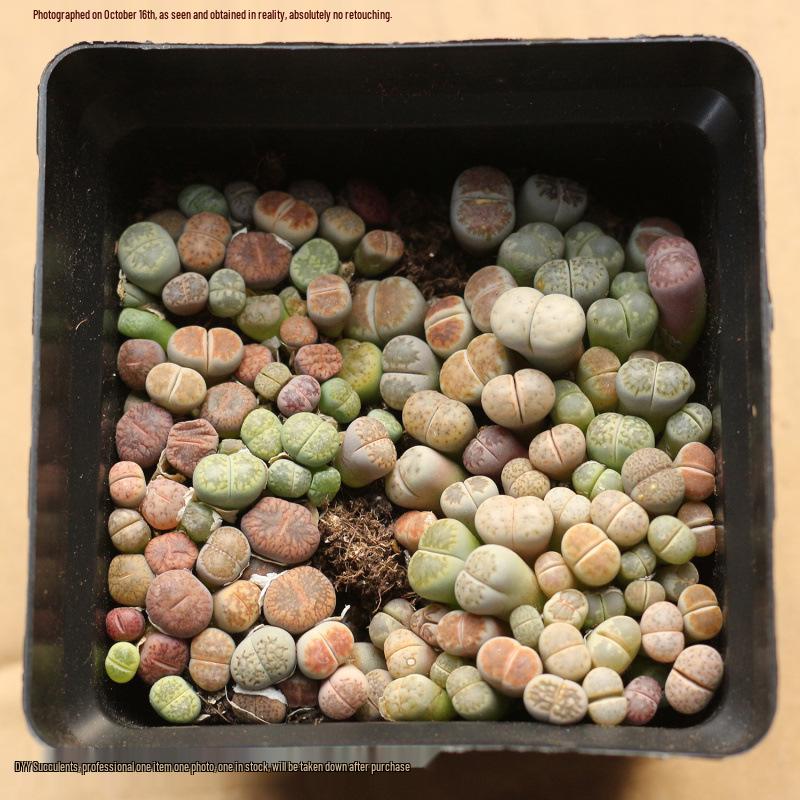 Rare Lithops Succulent Pot: Diverse Colors & Varieties