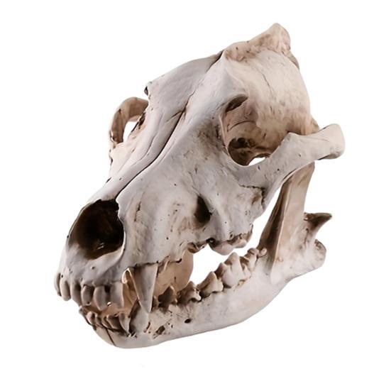 Frog Skeleton Ornament, Outdoor Patio Desktop Decor, Resin Carved Realistic Bone Texture Halloween Figure