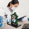Plant Anatomy Model Plant Cell Model Plant Model Toy Teaching Aid Lab Supplies for Classroom Display Study Teaching
