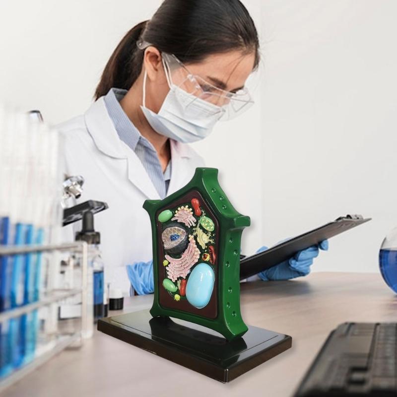 Plant Anatomy Model Plant Cell Model Plant Model Toy Teaching Aid Lab Supplies for Classroom Display Study Teaching