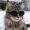 3 Stück Retro Katzenbrille Leichter Ovaler Rahmen Haustier-Sonnenbrille Stilvolle Haustier-Sonnenbrillen für Katzen Kleine Hunde Foto-Requisite