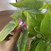 Multifunction Cutting Plant Fruit Picker Garden Supplies Vegetable Picking Tool Grafting Tools