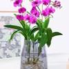 Aromatyczna plama atramentu Dendrobium Storczyk Doniczka hydroponiczna