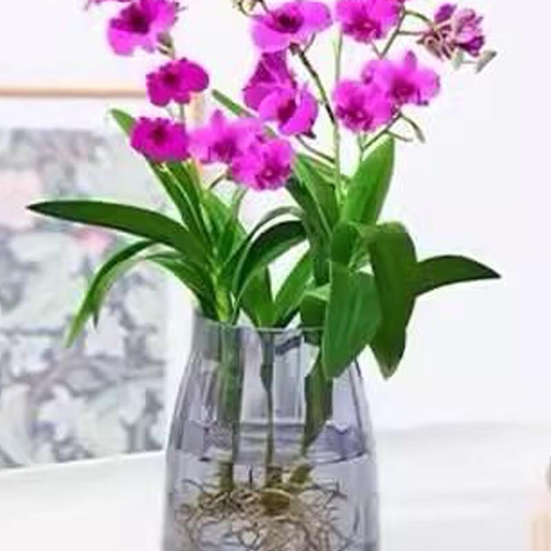Aromatyczna plama atramentu Dendrobium Storczyk Doniczka hydroponiczna