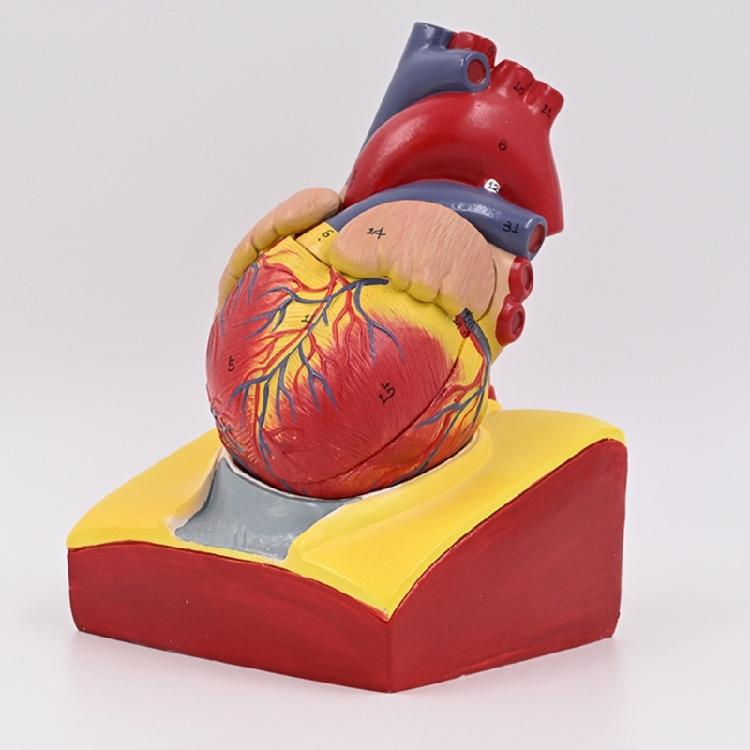 Modello Cuore Umano Modello Anatomico Cuore Umano Facile da Usare Ausilio Didattico Medico Numero Modello Cuore Medico