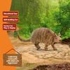 Schleich Wildtiere Gürteltier Alter Realistisches Tier Spielzeug 14874 Figur, 3+,