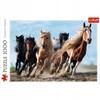10446 "1000 - Galloping Horses" / 500px_L