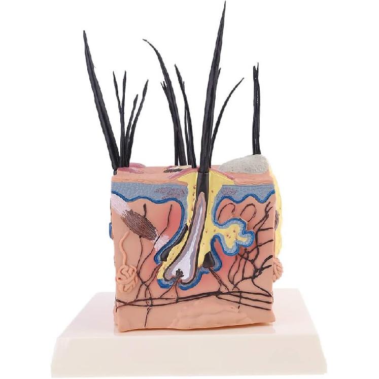 Dog Skin Model Sick Dog Canine Skin Anatomical Model Veterinary Vet Anatomy Display Teaching, 10x10cm