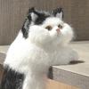 Simulation Furry Cat Ornament Plush Animal Figurine Realistic Fluffy Kitten Model Hanging Cat Decoration for Home TV Stand Shelf Decor