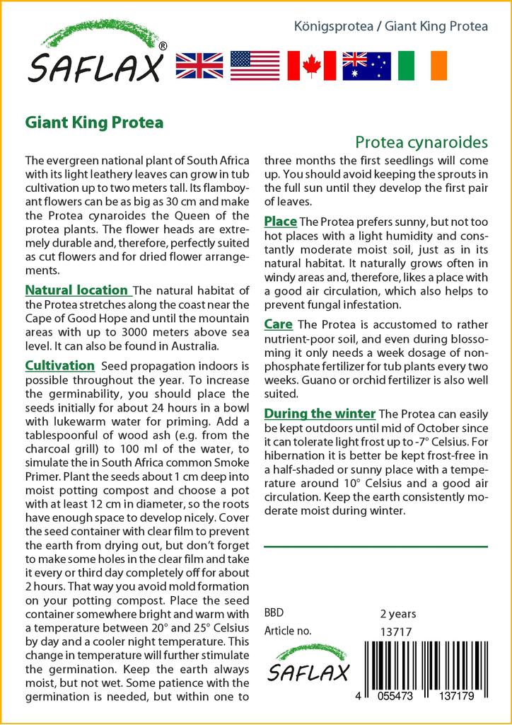 SAFLAX Giant King Protea - 5 Seeds - With Potting Substrate for Better Cultivation - Protea Cynaroides