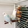 Handmade Parrot Toy Made of Corn Husk, Fur, Coconut Shell, Chewable String, Peony Flower, Phoenix Tiger Skin