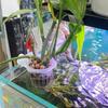 2Pcs Wall-Mounted Aquarium Plant Holder Aquatic Plant Hanger Fish Tank Basket Rack Hydroponic Plants Stand Cultivation Decoration Plastic Planter