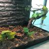 Flexible Plastic Jungle Vines Branches Simulation Jungle Climbing Branches  Bearded Dragon