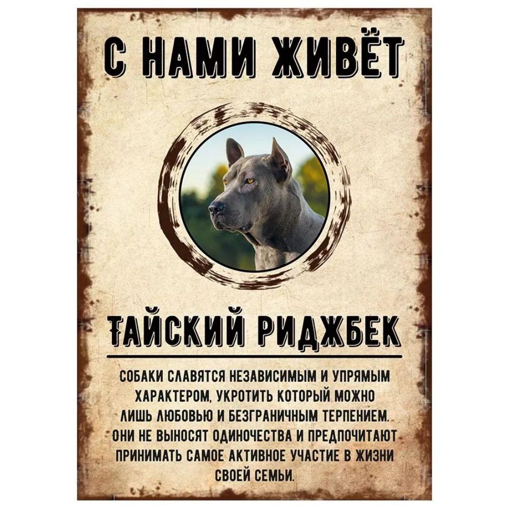 Schild, dekorativ, GEFAHR HUND, Schnauzer lebt bei uns, 20x30cm