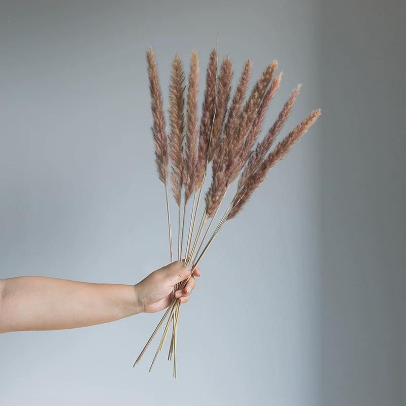 Large Dried Pampas Reed for Decoration in Clothing Stores, Windows, or Weddings