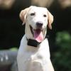 Dog Tracker with Adjustable Collar Cat Locator Smart Pet Locator for Dogs & Cats