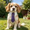 XDDOG Adjustable Cat & Dog Collar Bow Tie with Tape Buckle - Suitable for Small Pets, - Formal Necktie for Costume Accessories, for, Parties,