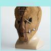Halloween Skräck Latexmask Skalle Huvudöverdrag För Fest Cosplay Rekvisita Grossist