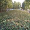 Shuang'an Outdoor Camouflage Sunshade Net