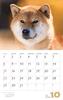 Calendar 2023 Shiba Inu (Month Flip/wall Hanging) (Yamakei Calendar 2023)