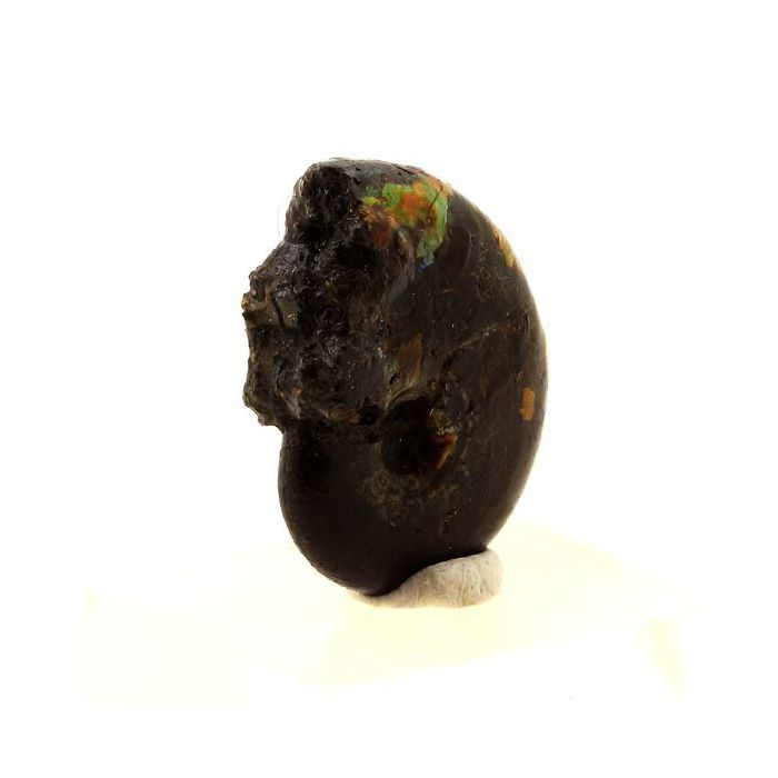 Pierres et Minéraux. Ammonite Fossile Beudanticeras nacrée. 17.0 ct. Bully, Seine-Maritime, France..