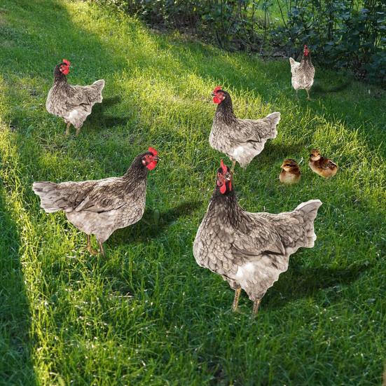 Dekoracja Kogut Realistyczna Życiowa Ozdobna Dwustronny Druk Akrylowy Statua Ogrodowa Kura na Podwórko