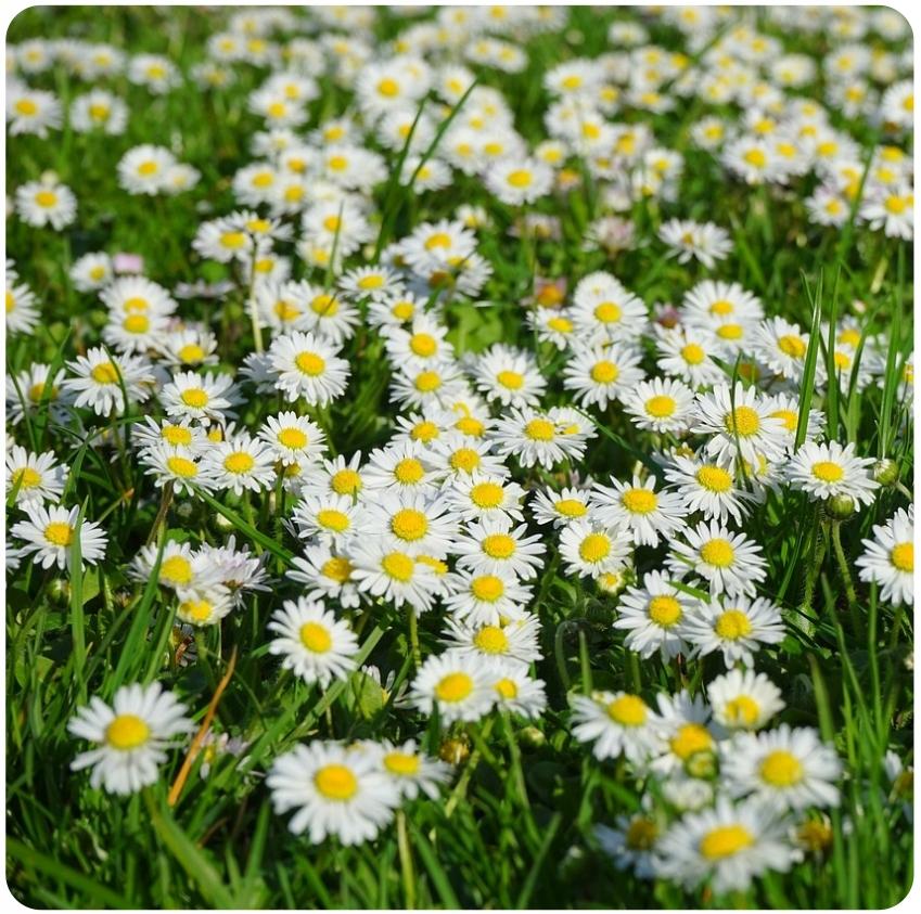 Arpon White Meadow Daisy