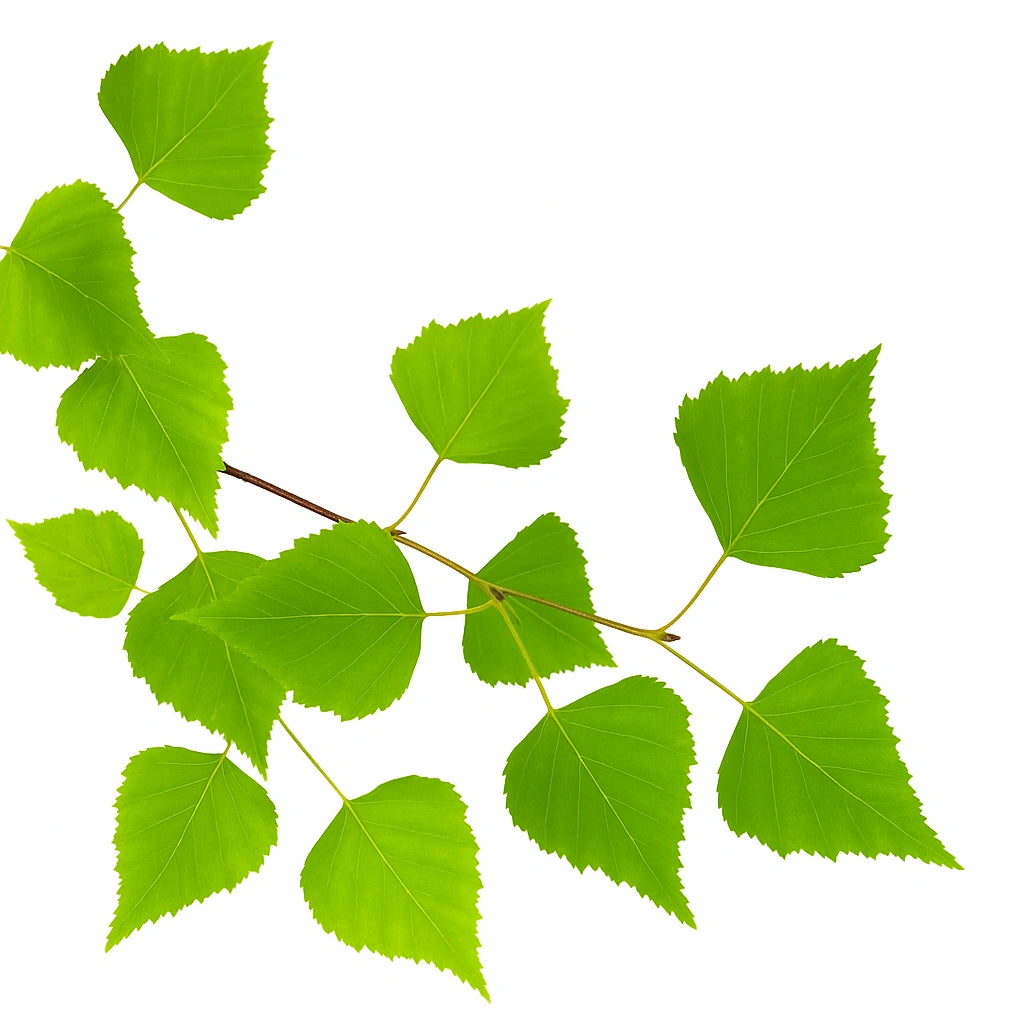 

100 Насінин Плакучої Білої Берези (Береза повисла бородавчаста)