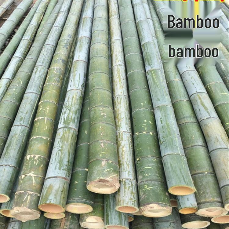 Bamboo Poles: Natural, Thick, and Versatile – Available In 1m To 6m Lengths for Various Uses (Flagpole, Dance, Wedding).