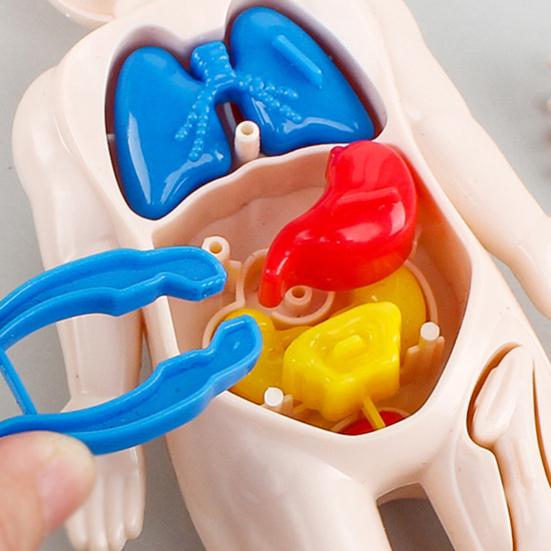 1 набор интерактивных моделей человеческого тела — фото 9