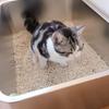 Edelstahl Katzentoilette Hohe Ränder Katzenstreuschale Katzenreinigungsschale mit Griff Katzenklo Dampftischschale Haustierstreuschale