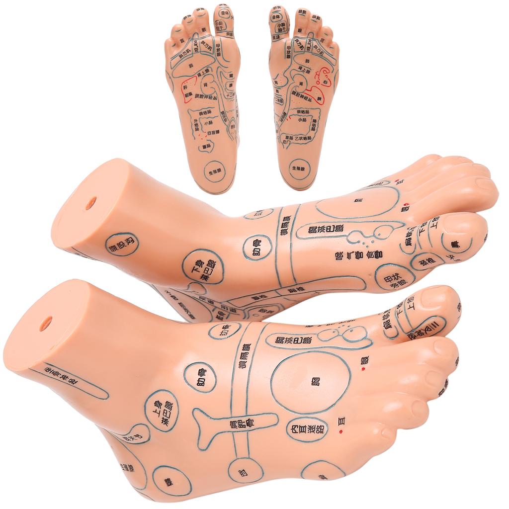 2 Stück 19cm / 7.5in Füße Akupunkturpunkt Modell Akupunktur Lehrmittel Zubehör Fußmodell