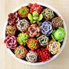 High-Quality Succulent Plants Set: Includes Pot, Soil, and Variety of Succulents for Beginners