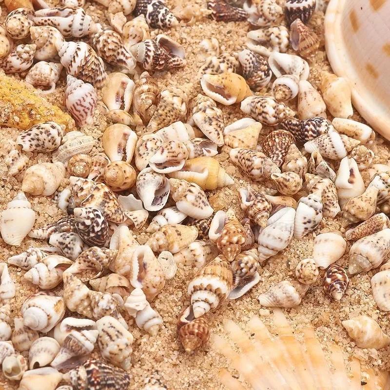 1300-1500Pcs/Box Natural Shell Conch Ornaments Accessories Parts DIY Material Jewelry Components Sea Shell