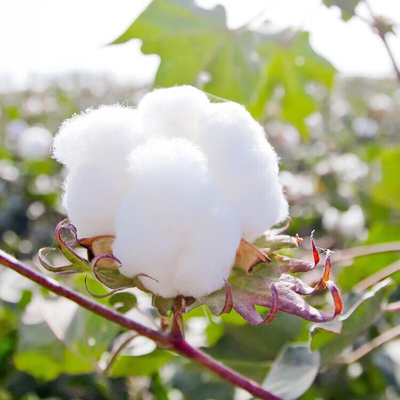 Qiu Yuan Summer Cotton Quilt