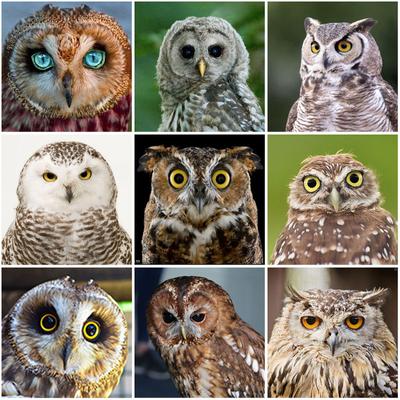Owl DIY 5D Diamond Painting Cross Stitch Full Round Resin Diamond Embroidery Mosaic Animal Picture of Rhinestones Home Decor