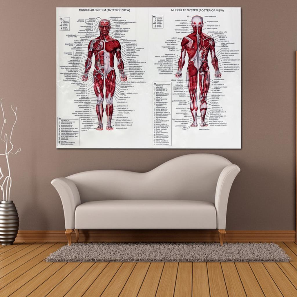 Buy 60cm*80cm Muscle System Posters Silk Cloth Anatomy Chart Human Body ...