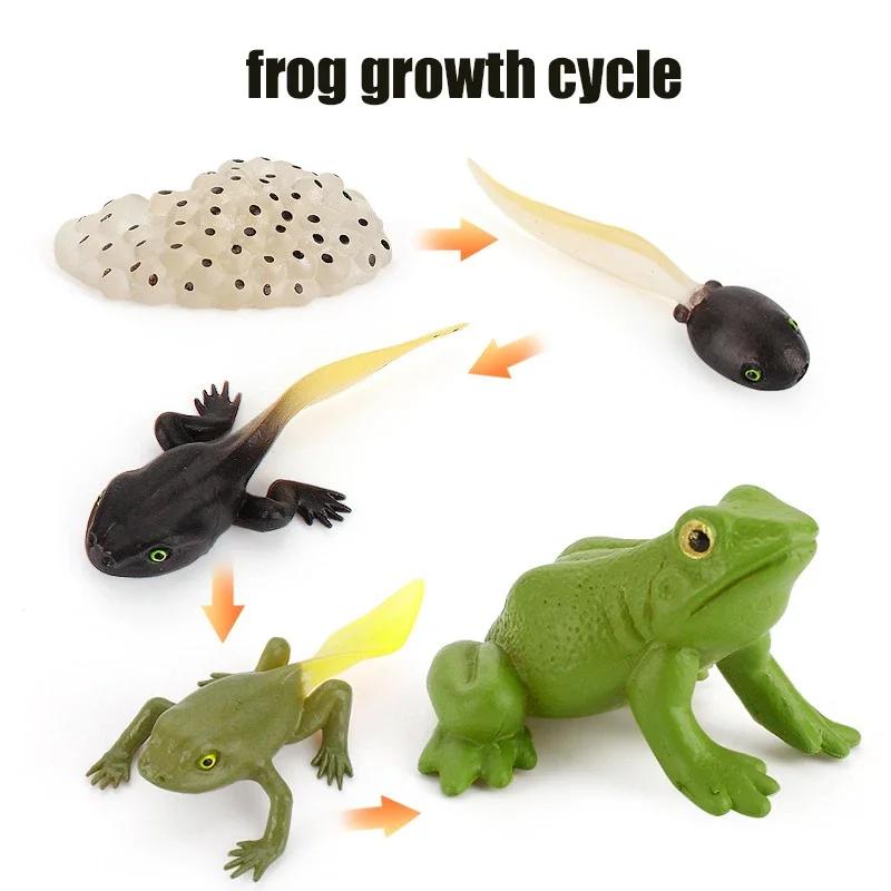 Animal Growth Cycle Model Children's Toys Montessori Teaching Aids Plant Animal Growth Cycle Model Set Preschool Cognitive Toys