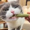 1 boks Cat Grass Chew Stick slipestang Biteleke Tennrenser Naturlig gress Molar Rod for Cat Innendørs reisekattunge