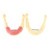 Model de Tratament Dentar Anatomie Gingiilor Gingiei Țesut Mandibular Model Dentist Predare Studiu Demonstrație Model Dinti Laborator Dentar