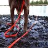 Haustierbedarf 3/5/10/15m PVC Hundeleine Reflektierend Wasserdicht Lange Hundeleine Schmutzabweisend Rückruf-Hundeleine Für Mittelgroße Große Hunde