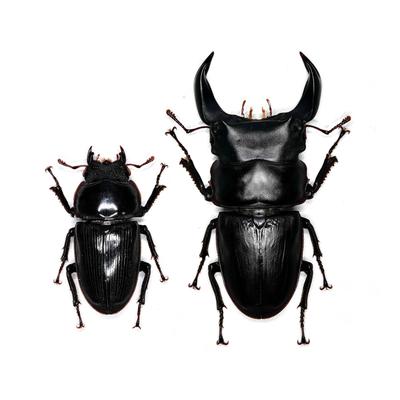 Samling og modeller – Modeller